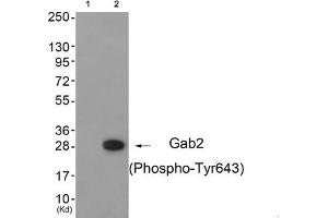 Western blot analysis of extracts from 3T3 cells (Lane 2), using Gab2 (Phospho-Tyr643) Antibody.