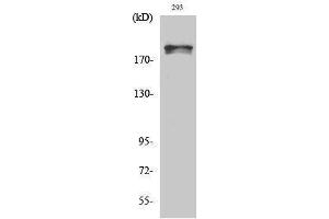 Western Blotting (WB) image for anti-WNK Lysine Deficient Protein Kinase 1 (WNK1) (pThr60) antibody (ABIN3179633) (WNK1 antibody  (pThr60))