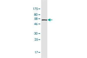 Western Blot detection against Immunogen (56. (CALB1 antibody  (AA 1-261))