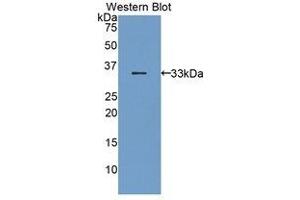 Western Blotting (WB) image for anti-Bone Marrow Stromal Cell Antigen 1 (BST1) (AA 28-282) antibody (ABIN1858173) (BST1 antibody  (AA 28-282))