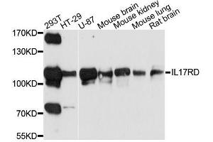Western blot analysis of extracts of various cell lines, using IL17RD antibody. (IL17RD antibody  (AA 150-300))