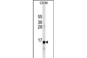 INS Antibody ABIN1539839 western blot analysis in CEM cell line lysates (35 μg/lane). (Insulin antibody  (AA 35-64))