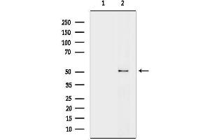 Western blot analysis of lysates from 3-L1P6(LPS 4h treatment), using ODC1 Antibody.