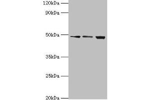 Western blot All lanes: ATP-dependent RNA helicase DDX39A antibody at 2 μg/mL Lane 1: A431 whole cell lysate Lane 2: 293T whole cell lysate Lane 3: HepG2 whole cell lysate Secondary Goat polyclonal to rabbit IgG at 1/10000 dilution Predicted band size: 50, 37, 31 kDa Observed band size: 50 kDa (DDX39 antibody  (AA 178-427))