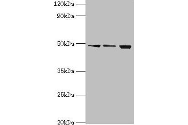 DDX39 抗体  (AA 178-427)