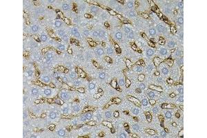 Immunohistochemistry of paraffin-embedded Rat liver using ASAH2 Polyclonal Antibody (ASAH2 antibody)