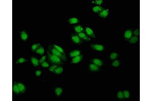 Immunofluorescence staining of HepG2 cells with ABIN7148695 at 1:100, counter-stained with DAPI. (MUS81 antibody  (AA 82-265))