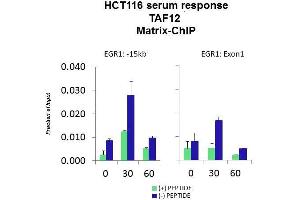 Quiescent human colon carcinoma HCT116 cultures were treated with 10 % FBS for three time points (0, 15, 30min) or (0, 30, 60min) were used in Matrix-ChIP and real-time PCR assays at EGR1 gene (Exon1) and 15kb upstream site. (TAF12 antibody  (N-Term))