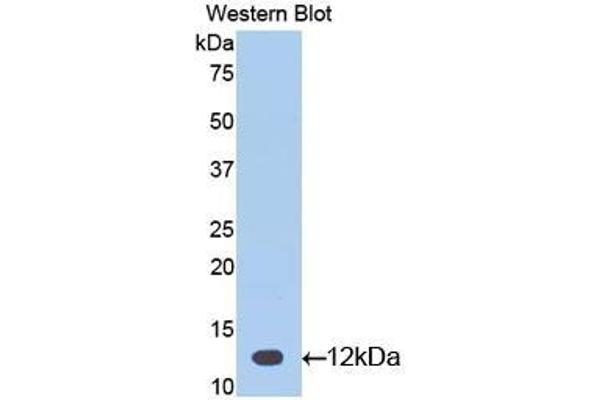 CGA antibody  (AA 25-120)