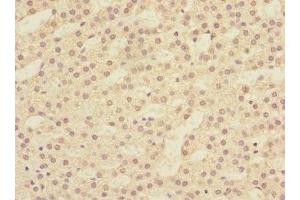Immunohistochemistry of paraffin-embedded human adrenal gland tissue using ABIN7145375 at dilution of 1:100