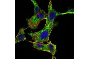 Immunofluorescence analysis of NIH/3T3 cells using CHUK monoclonal antibody, clone 3G12H9  (green).