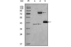 Western Blot showing HDAC3 antibody used against truncated Trx-HDAC3 recombinant protein (1), full length HDAC3-hIgGFc (aa1-428) transfected CHO-K1 cell lysate (2) and Hela cell lysate (3).