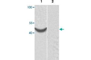 Western blot analysis of human fetal heart tissue lysate with ACTR1B polyclonal antibody  at 1:1000 dilution. (ACTR1B antibody)