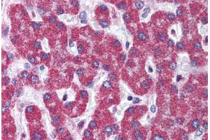 Human Liver (formalin-fixed, paraffin-embedded) stained with ATG7 antibody ABIN305895 at 5 ug/ml followed by biotinylated goat anti-rabbit IgG secondary antibody ABIN481713, alkaline phosphatase-streptavidin and chromogen. (ATG7 antibody  (C-Term))
