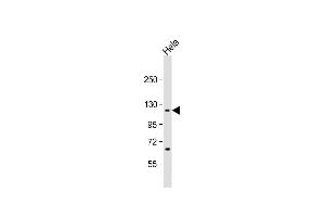 Western Blotting (WB) image for anti-Importin 7 (IPO7) (AA 142-169), (N-Term) antibody (ABIN651626)