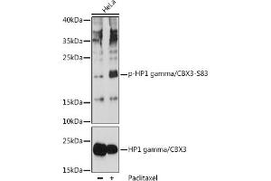 Western blot analysis of extracts of HeLa cells, using Phospho-HP1 gamma/CBX3-S83 pAb (ABIN7266358) at 1:1000 dilution or HP1 gamma/CBX3 antibody (ABIN1512681, ABIN3023226, ABIN3023227 and ABIN5664024). (CBX3 antibody  (pSer83))