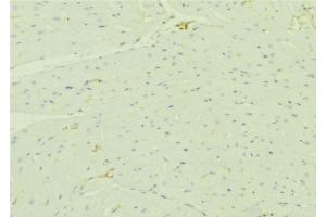ABIN6276490 at 1/100 staining Mouse liver tissue by IHC-P. (HADH antibody  (Internal Region))