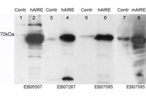 ABIN184780 staining (0. (AIRE antibody  (C-Term))
