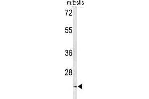 Western blot analysis of UNC119 Antibody (Center) in mouse testis tissue lysates (35 µg/lane). (UNC119 antibody  (Middle Region))