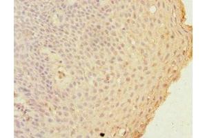 Immunohistochemistry of paraffin-embedded human tonsil tissue using ABIN7154392 at dilution of 1:100 (Grancalcin antibody  (AA 1-217))