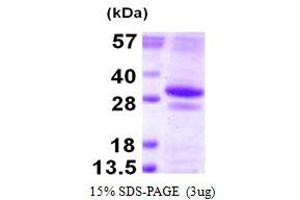 Image no. 1 for Glutathione S-Transferase omega 2 (GSTO2) protein (His tag) (ABIN1098263)