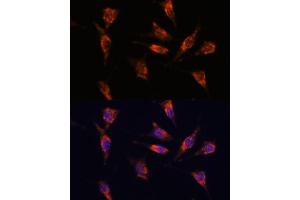Immunofluorescence analysis of L929 cells using GNPN antibody (ABIN7267399) at dilution of 1:100. (GNPNAT1 antibody  (AA 1-91))