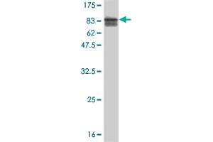 Western Blot detection against Immunogen (81. (TOE1 antibody  (AA 1-510))
