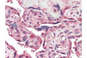Human Placenta (formalin-fixed, paraffin-embedded) stained with PSENENat 5 µg/ml followed by biotinylated goat anti-rabbit IgG secondary antibody, alkaline phosphatase-streptavidin and chromogen. (PEN2 antibody  (N-Term))