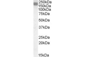 Image no. 1 for anti-Low Density Lipoprotein Receptor-Related Protein 4 (LRP4) (Internal Region) antibody (ABIN375019) (LRP4 antibody  (Internal Region))