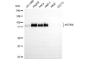 Western blotting analysis using KCTD3 antibody (ABIN7799884). (Recombinant KCTD3 antibody)