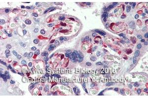 Rabbit Anti-NOL5A Antibody ,Paraffin Embedded Tissue: Human Placenta  Antibody Concentration: 5 µg/mL (NOP56 antibody  (Middle Region))