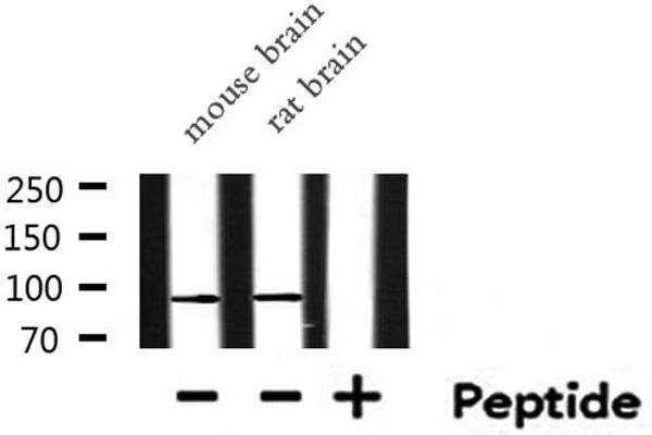 E2F8 antibody  (C-Term)