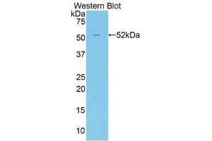 Western blot analysis of the recombinant protein. (Apelin antibody  (AA 24-77))