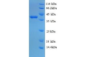 SDS-PAGE (SDS) image for Glutaredoxin 1 (GRX1) (AA 1-106), (full length) protein (GST tag) (ABIN5709589)