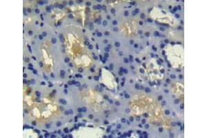 Used in DAB staining on fromalin fixed paraffin- embedded Kidney tissue (Preprovasopressin (AA 21-164) antibody)