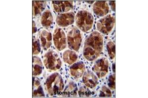 Immunohistochemistry analysis in Formalin Fixed, Paraffin Embedded Human stomach tissue stained with SERTAD4 antibody (C-term) followed by peroxidase conjugation of the secondary antibody and DAB staining. (SERTAD4 antibody  (C-Term))