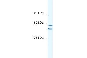 WB Suggested Anti-EGR2 Antibody Titration:  0. (EGR2 antibody  (C-Term))