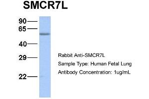 Host:  Rabbit  Target Name:  SMCR7L  Sample Type:  Human Fetal Lung  Antibody Dilution:  1. (SMCR7L antibody  (N-Term))