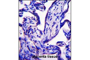 EFCB7 Antibody (C-term) (ABIN658018 and ABIN2846956) immunohistochemistry analysis in formalin fixed and paraffin embedded human placenta tissue followed by peroxidase conjugation of the secondary antibody and DAB staining. (EFCAB7 antibody  (C-Term))