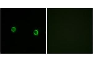 Immunofluorescence analysis of LOVO cells, using OR5AS1 Antibody. (OR5AS1 antibody  (AA 61-110))