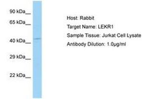 Image no. 1 for anti-Leucine, Glutamate and Lysine Rich 1 (LEKR1) (AA 559-608) antibody (ABIN6750209) (LEKR1 antibody  (AA 559-608))