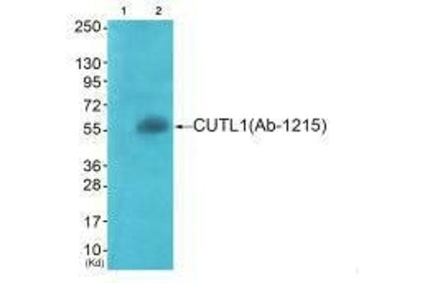APLF antibody  (Ser116)