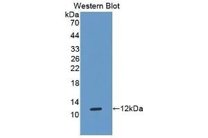 Western Blotting (WB) image for anti-HLA Class I Histocompatibility Antigen, alpha Chain G (HLAG) (AA 29-117) antibody (ABIN1175104) (HLAG antibody  (AA 29-117))