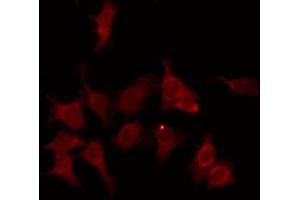 ABIN6276074 staining Hela by IF/ICC. (OR13C4 antibody  (C-Term))