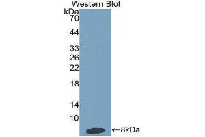 Western Blotting (WB) image for anti-Haptoglobin Related Protein (HPR) (AA 30-85) antibody (ABIN1859194) (HPR antibody  (AA 30-85))