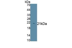 Detection of Recombinant Hpt, Human using Monoclonal Antibody to Haptoglobin (Hpt) (Haptoglobin antibody  (AA 168-319))