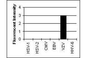 Cross Reactivity Results determined by IFA (Glycoprotein H (gH) antibody)