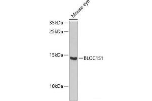 Western blot analysis of extracts of Mouse eye using BLOC1S1 Polyclonal Antibody at dilution of 1:1000.