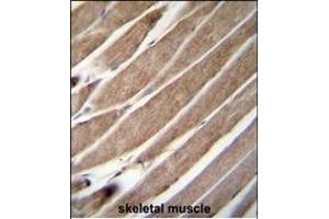 ATG4D Antibody (N-term) (ABIN655395 and ABIN2844943) immunohistochemistry analysis in formalin fixed and paraffin embedded human skeletal muscle followed by peroxidase conjugation of the secondary antibody and DAB staining. (ATG4D antibody  (N-Term))
