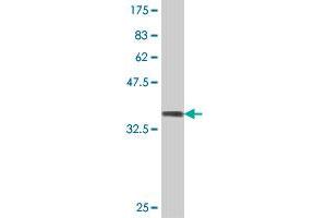 Western Blot detection against Immunogen (37.